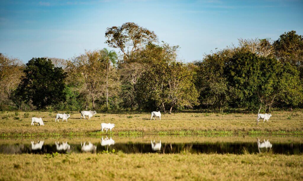 pecuária crime ambiental